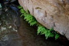 Adiantum capillus-veneris